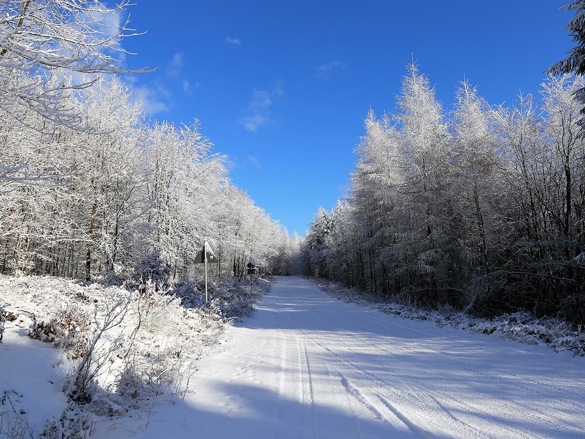 Ein idyllischer, verschneiter Waldweg mit frostbedeckten Bäumen unter strahlend blauem Himmel an einem sonnigen Wintertag.