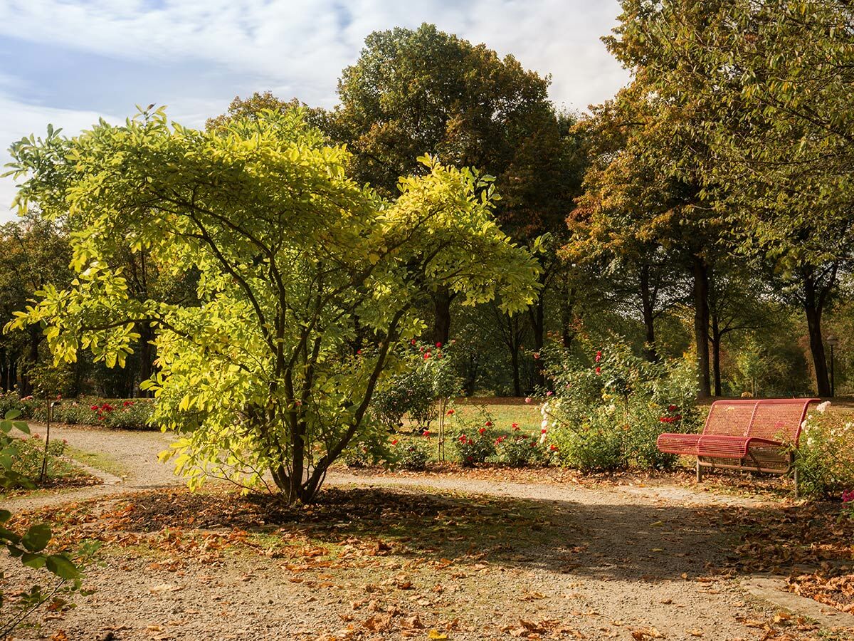 Idyllischer Herbstpark mit einem Baum mit gelben Blättern, roten und weißen Rosenbüschen, einer roten Parkbank und einem Kiesweg.