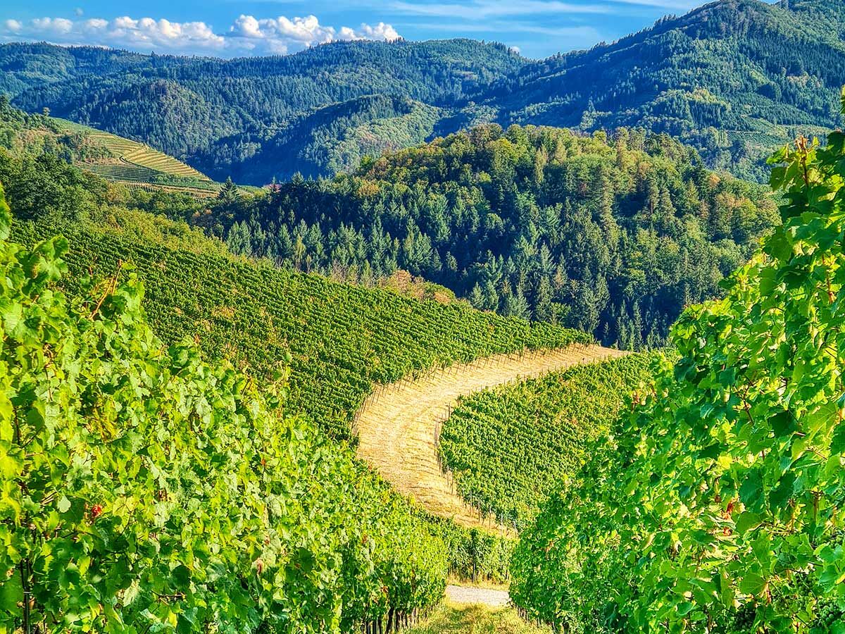 Panoramablick auf grüne Weinberge und Wälder in hügeliger Landschaft unter blauem Himmel mit einem gewundenen Pfad.