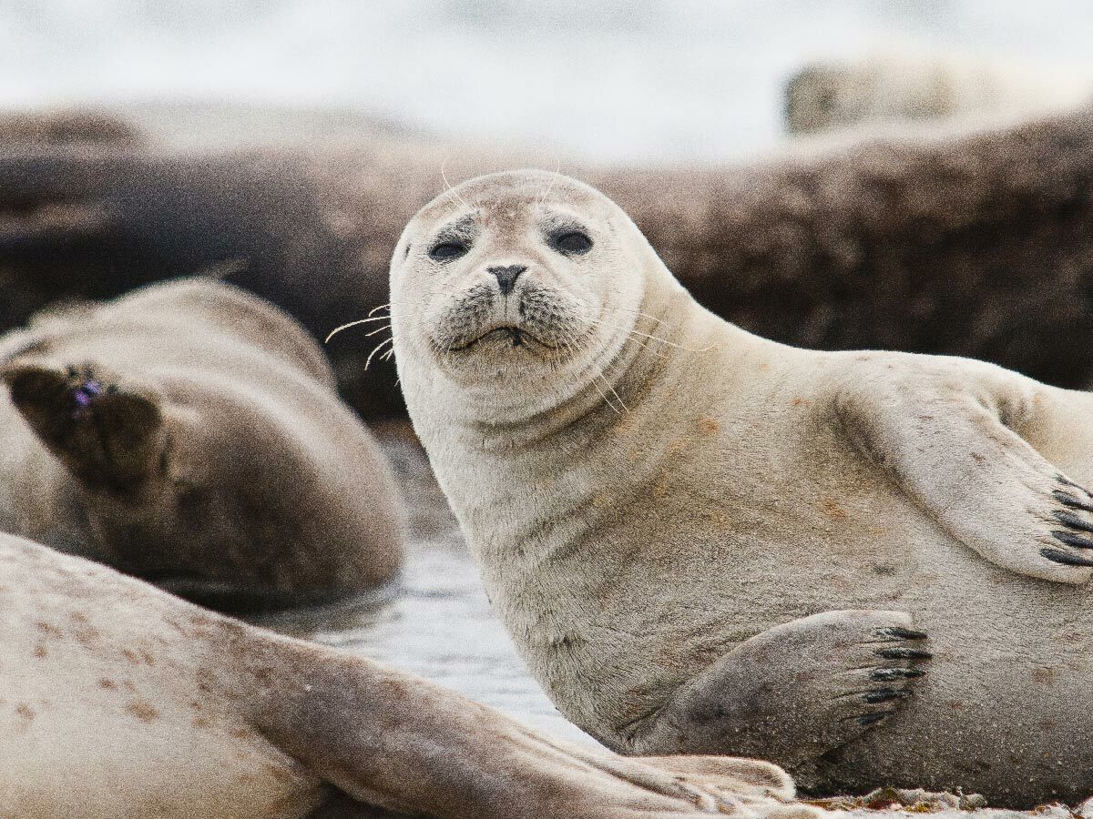 Eine helle Robbe liegt auf einer steinigen Küste und blickt direkt in die Kamera, mit weiteren Robben im Hintergrund.