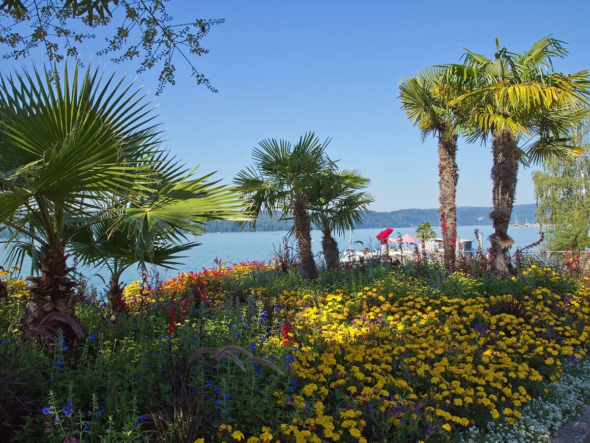 Ein farbenfrohes Blumenbeet mit gelben Blumen und Palmen am Ufer eines blauen Sees unter klarem Himmel.