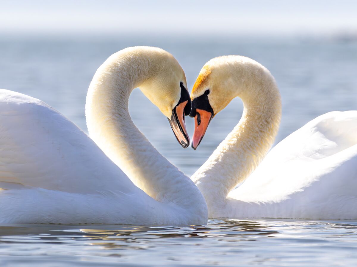 Zwei weiße Schwäne bilden mit ihren Hälsen ein Herz auf ruhigem Wasser, ein Symbol der Liebe und Romantik.