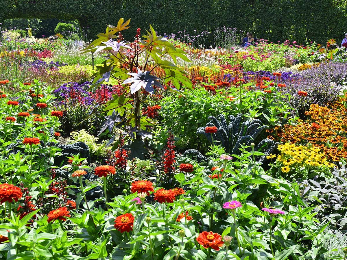 Leuchtend bunter Blumengarten mit vielfältigen Sommerblumen wie Zinnien, Salbei und Ricinus in voller Blüte an einem sonnigen Tag.