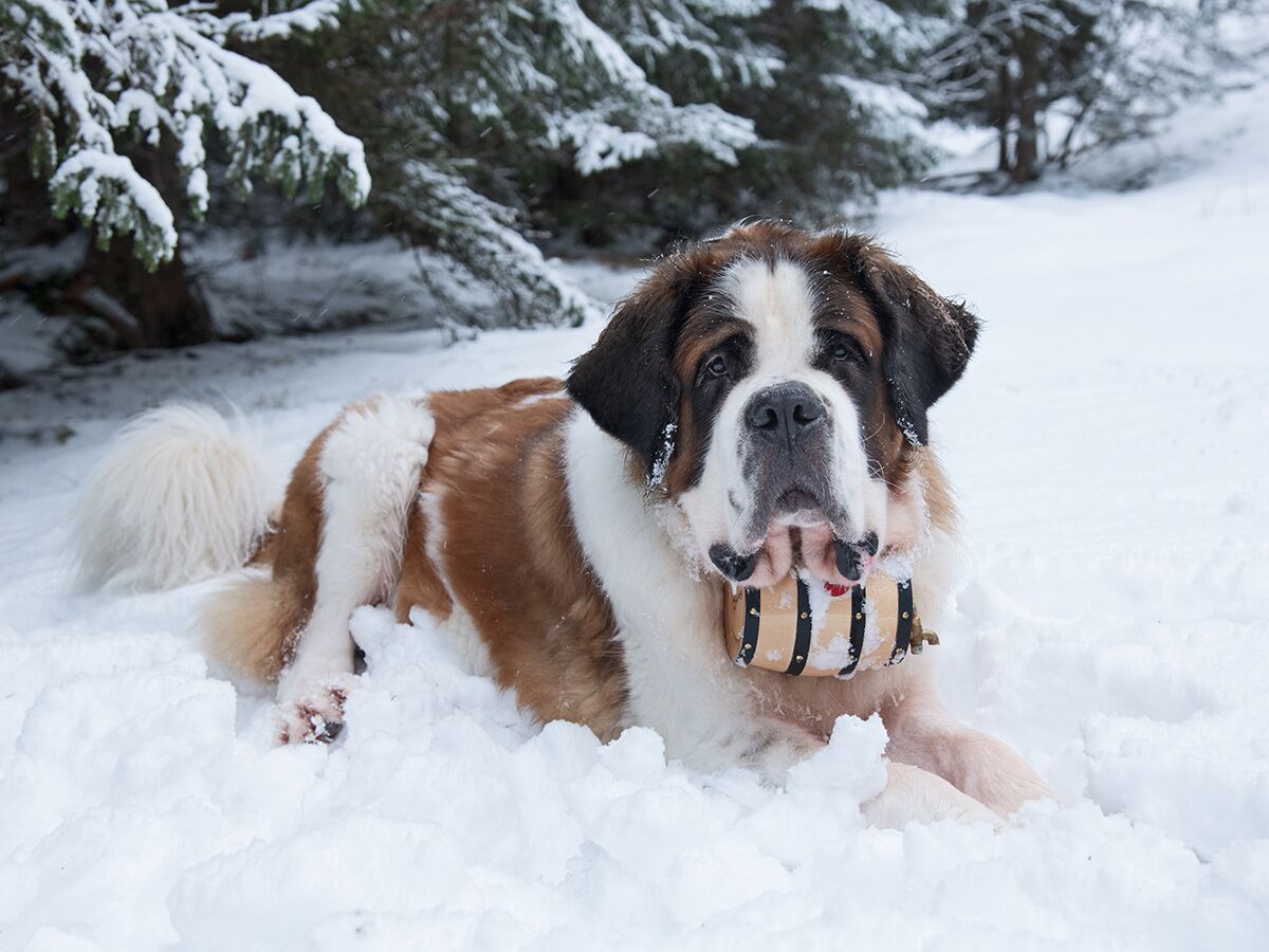 Ein großer Saint Bernard Hund mit traditionellem Fass liegt ruhig im tiefen Neuschnee vor einem verschneiten Wald.