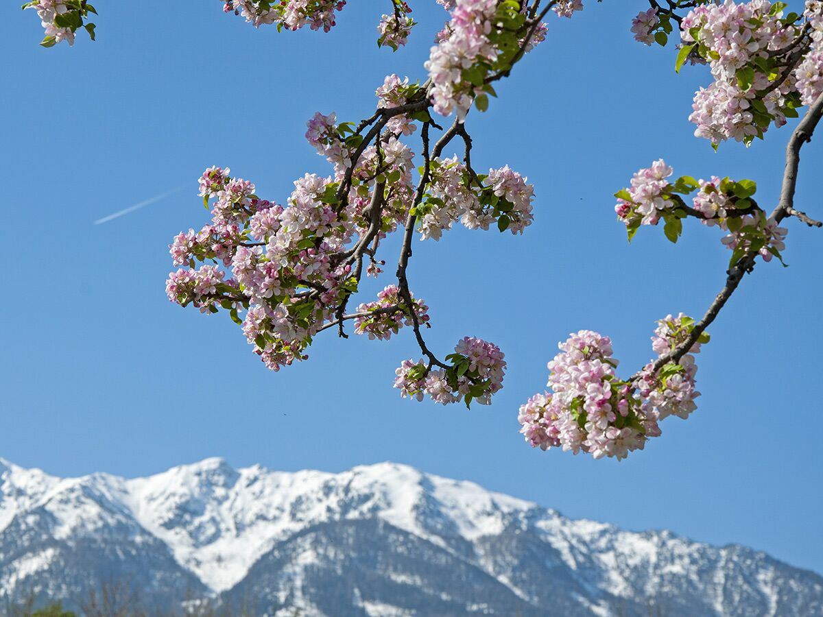 Rosa-weiße Kirschblütenzweige blühen vor strahlend blauem Himmel und schneebedeckten Alpen in der Ferne, mit Kondensstreifen.