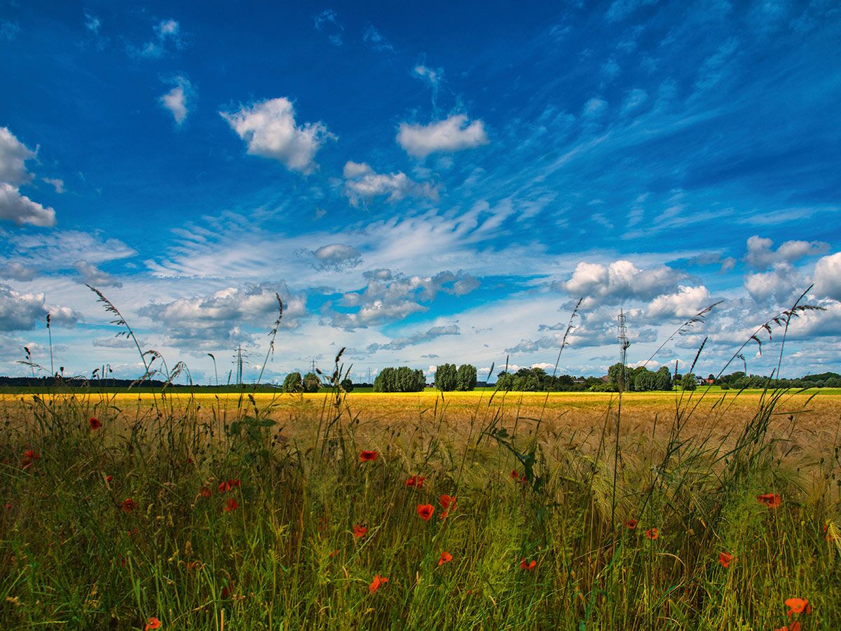 Weites Sommerfeld mit roten Mohnblumen im Vordergrund, goldenem Weizen, grünen Bäumen und blauem Himmel mit Wolken.