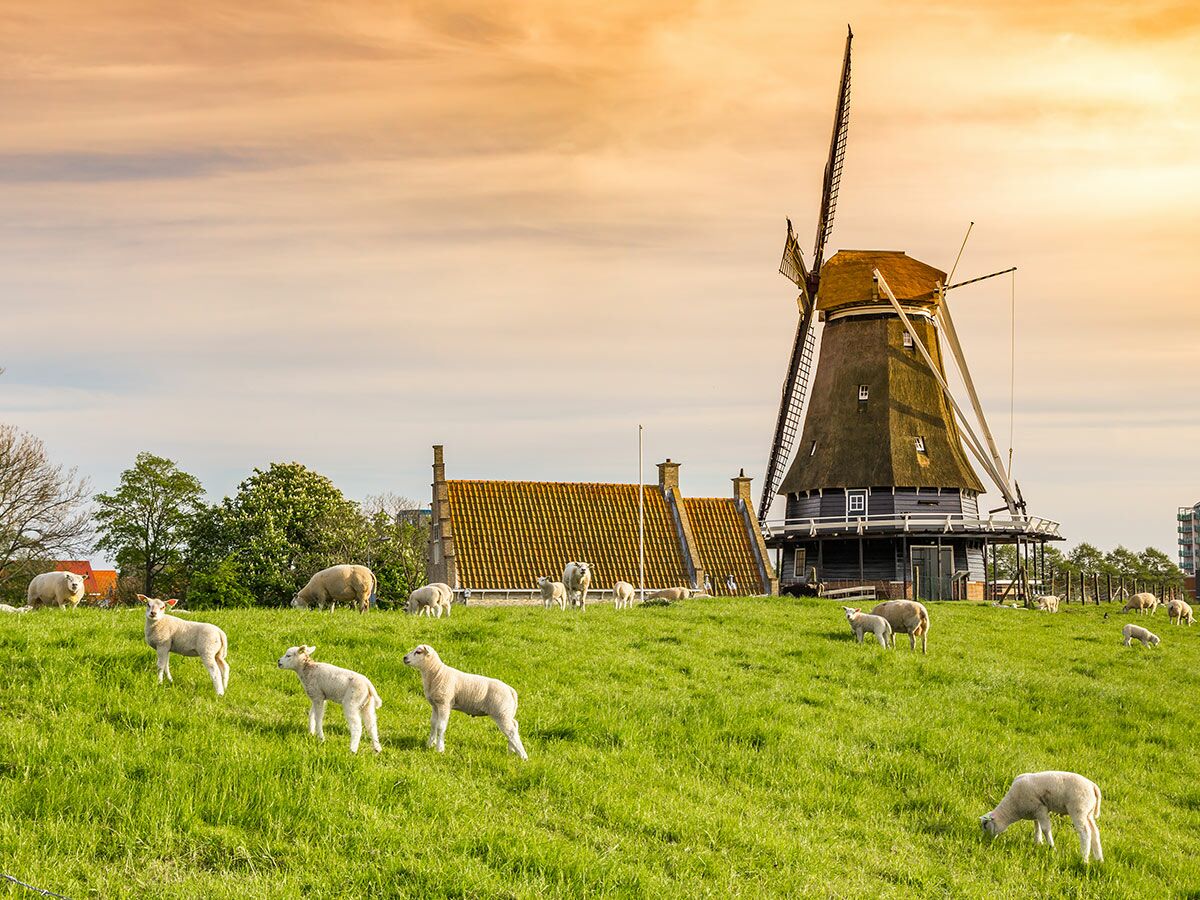 Idyllische Szene mit einer alten holländischen Windmühle und Schafen mit Lämmern, die auf einer grünen Weide grasen, unter einem warmen Himmel.