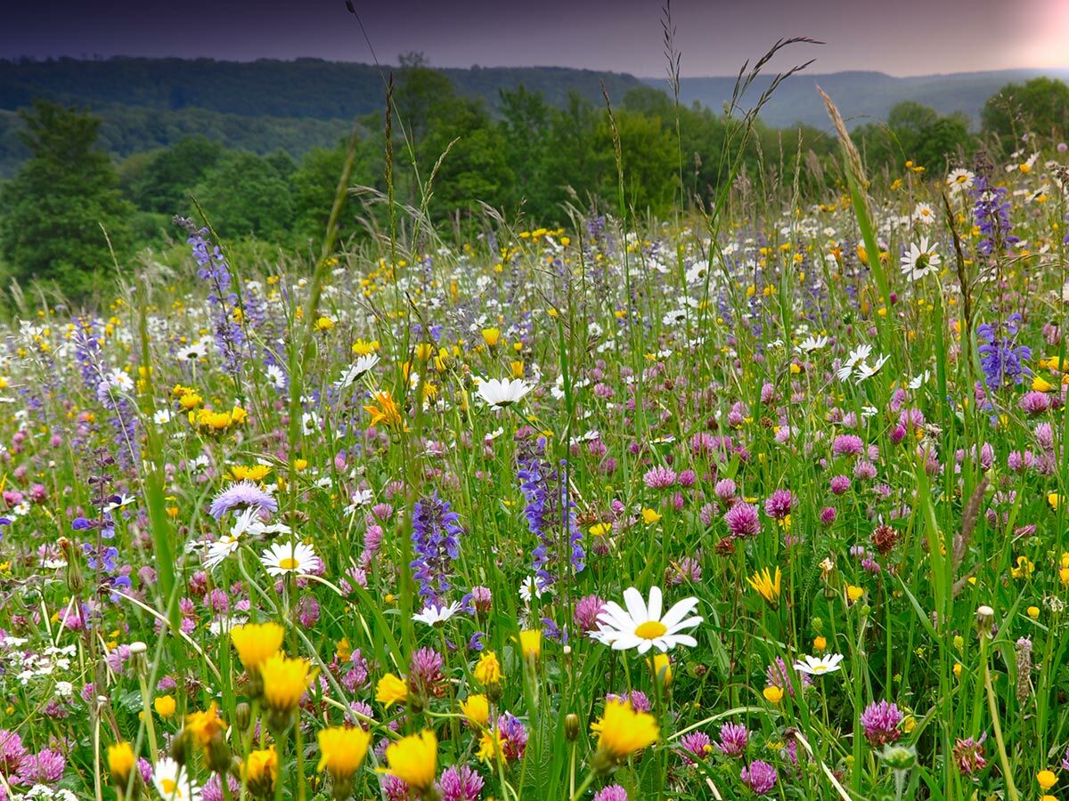 Eine lebendige Wildblumenwiese voller Margeriten, Klee und verschiedener bunter Blüten unter einem bewölkten Himmel mit grünen Hügeln im Hintergrund.