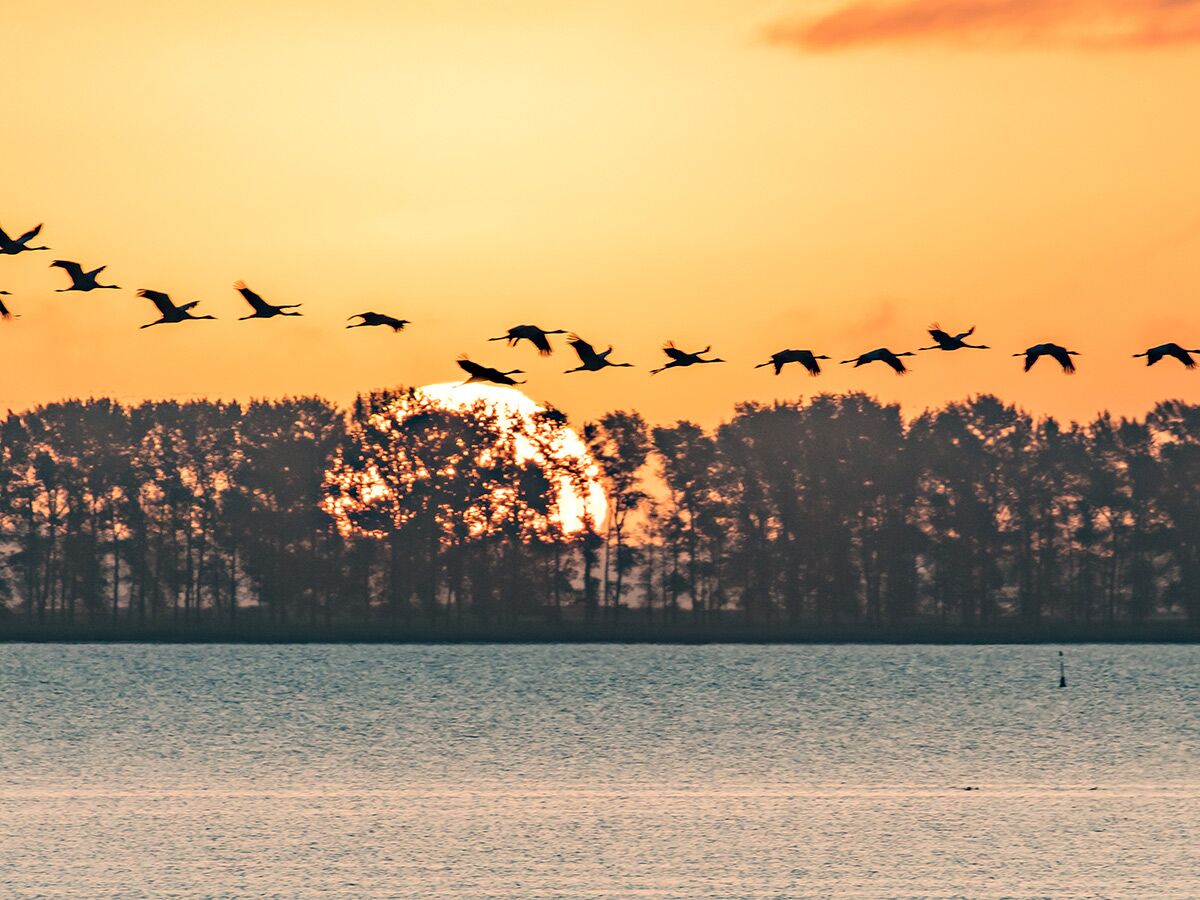 Silhouetten von Vögeln fliegen in Formation bei orangefarbenem Sonnenuntergang über einem See und Waldrand.