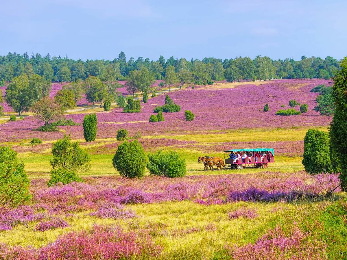 Pferdekutsche fährt durch lila blühende Lüneburger Heide mit Bäumen unter blauem Himmel, Touristen genießen die Natur.