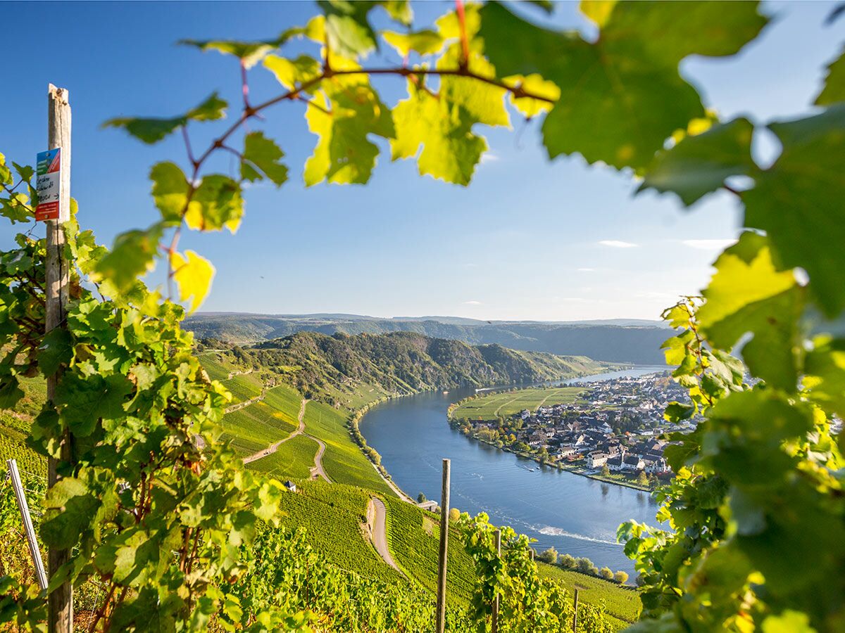 Panoramablick auf die Mosel-Flussschleife und die Stadt Bernkastel-Kues, umgeben von Weinbergen unter blauem Himmel.