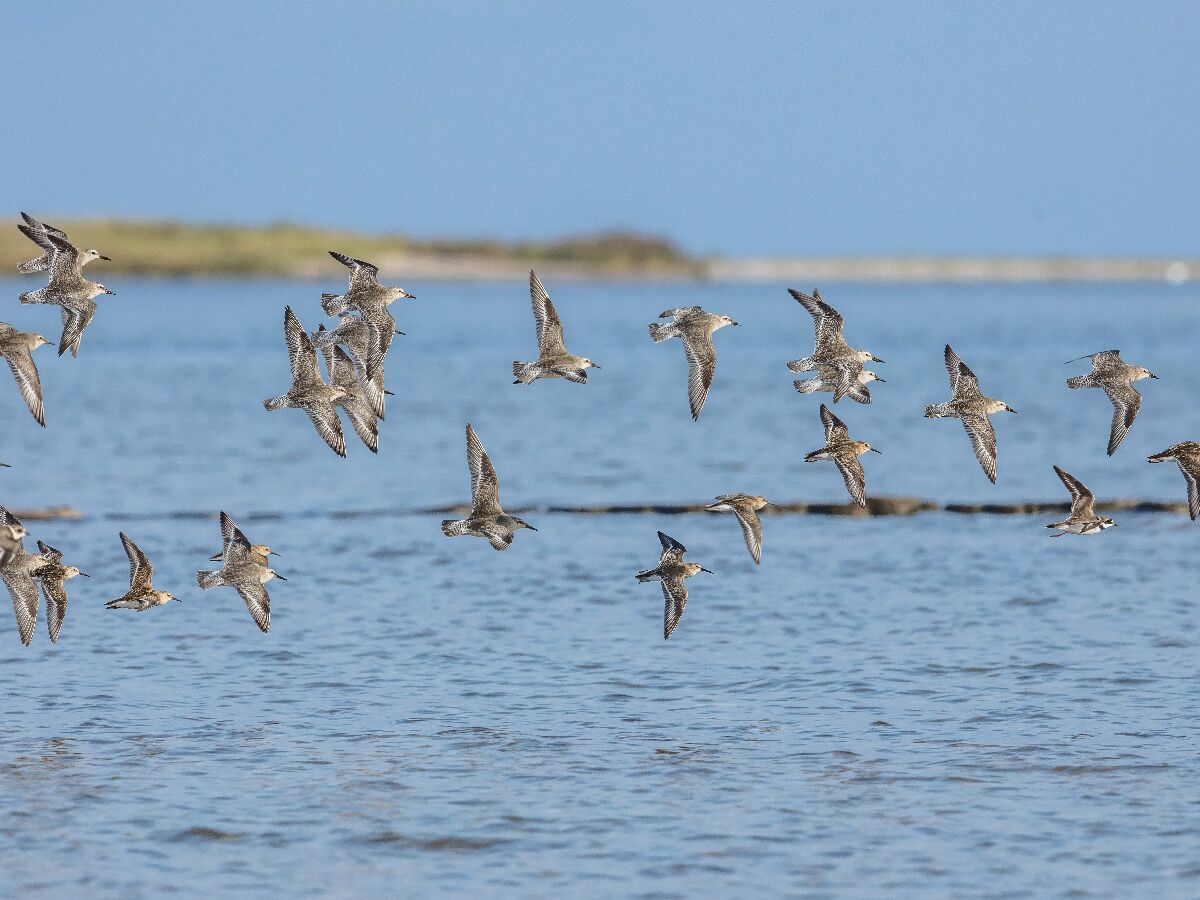 Eine Gruppe graubrauner Watvögel fliegt in verschiedenen Posen tief über einer ruhigen Meeresoberfläche unter blauem Himmel.