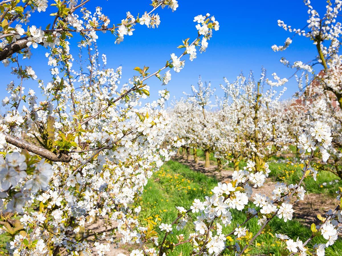 Weiße Kirschblüten an Bäumen in einem Obstgarten unter blauem Himmel, Frühlingslandschaft.