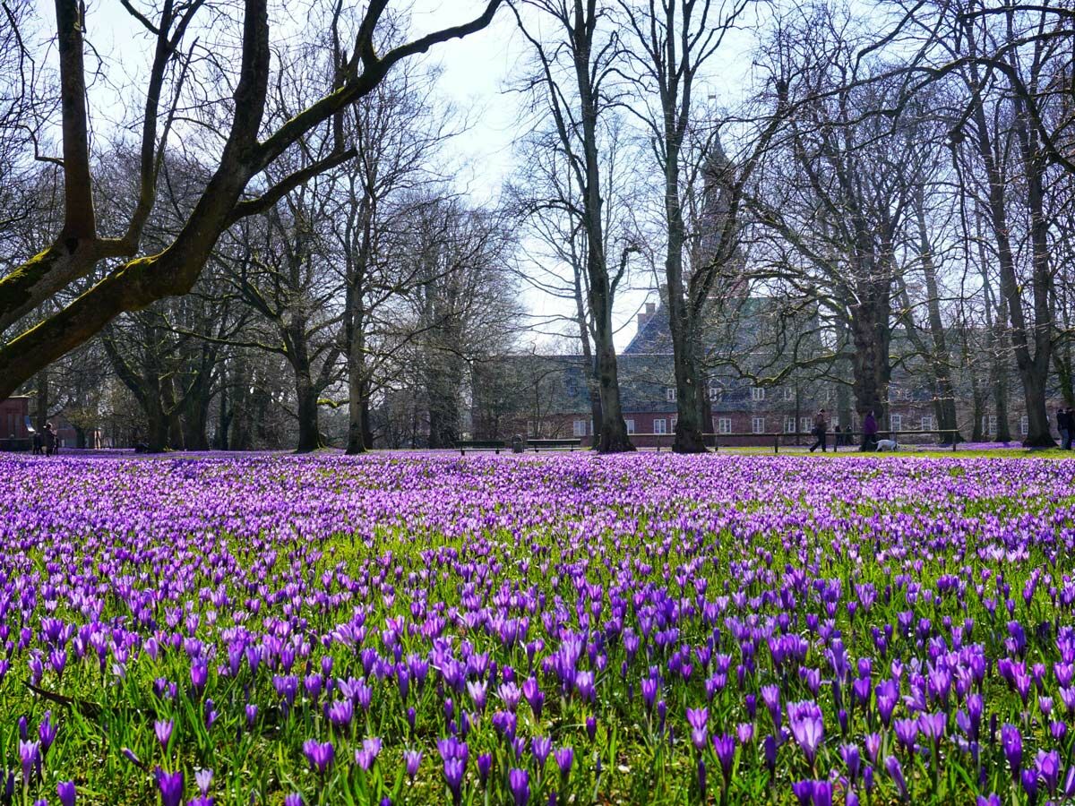 Weites Feld voller leuchtend lila Krokusse in einem Park mit kahlen Bäumen und historischem Gebäude im Hintergrund an einem sonnigen Frühlingstag.