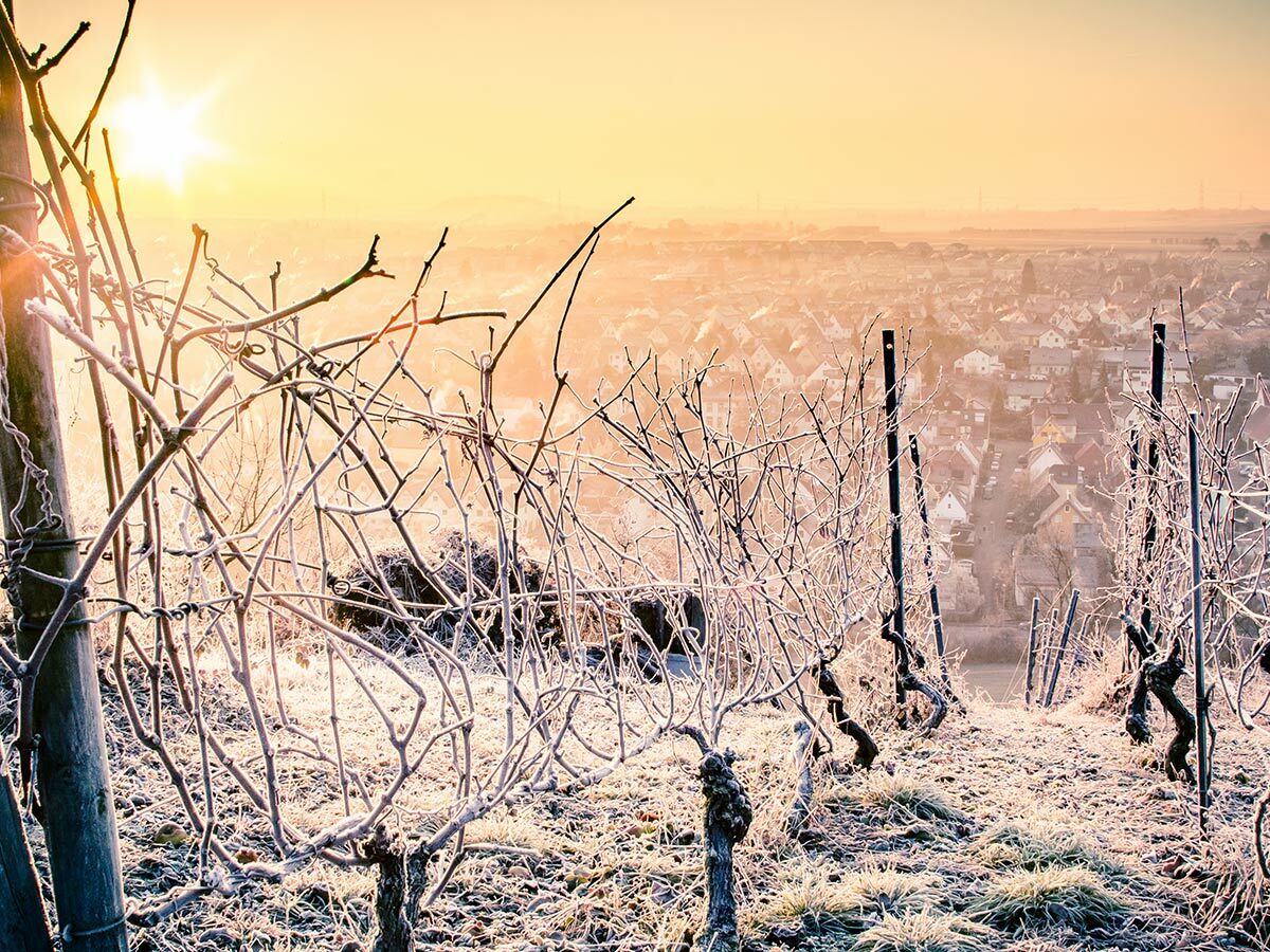 Ein frostiger Weinberg bei Sonnenaufgang, mit Raureif bedeckten Reben im Vordergrund und einem Dorf im Tal.
