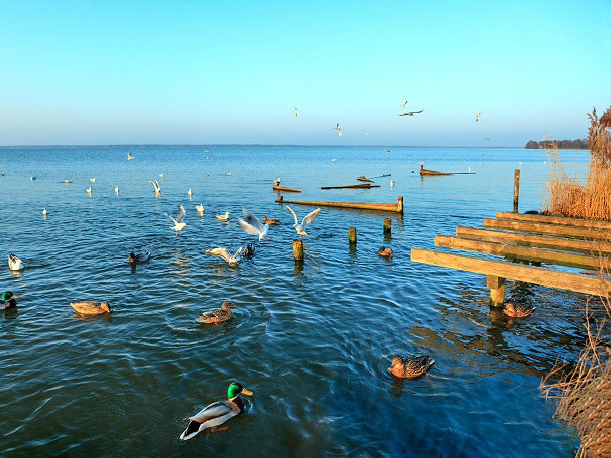 Ruhige Szene am See mit schwimmenden Enten und fliegenden Möwen, altem Holzsteg und Schilf am Ufer bei hellem Himmel.