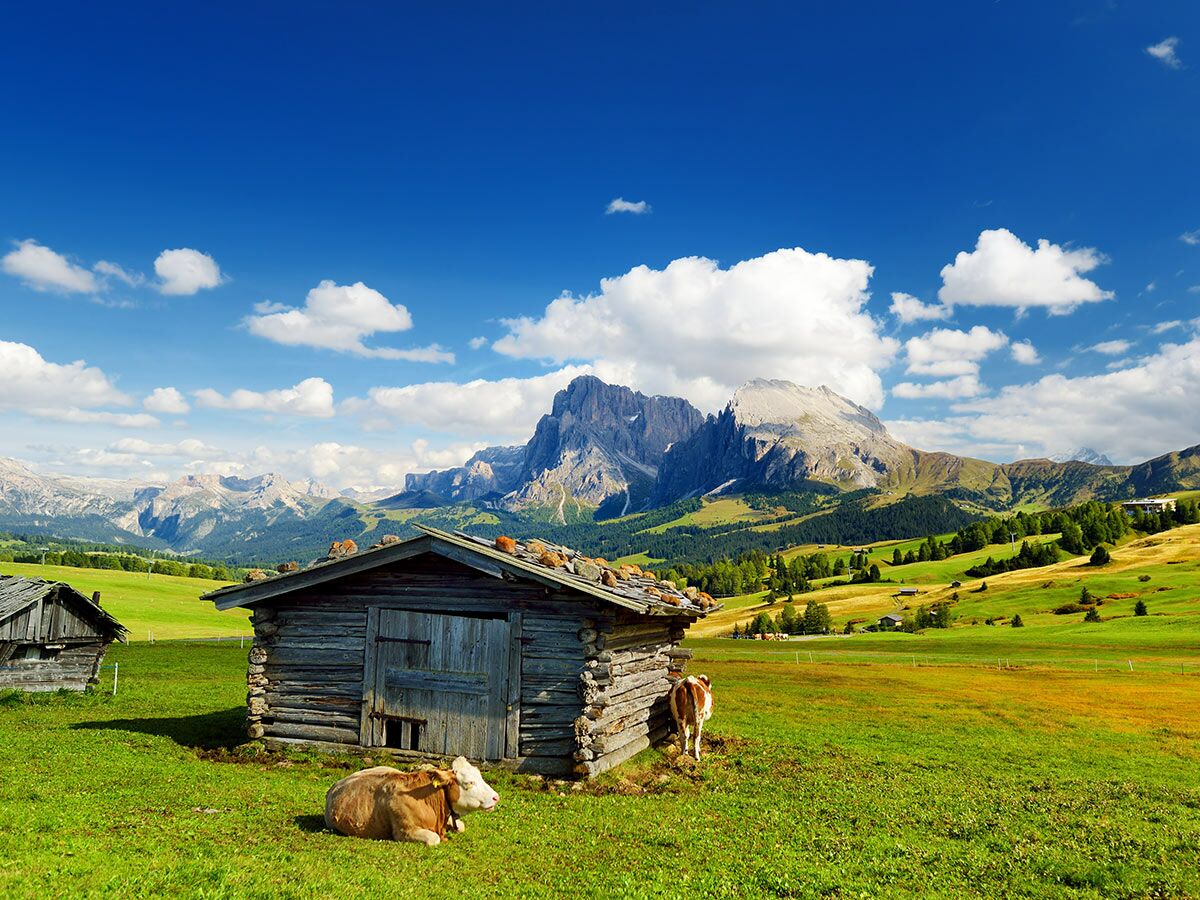 Idyllische Alpenlandschaft mit rustikaler Holzhütte, grasenden Kühen und majestätischen Bergen unter blauem Himmel.
