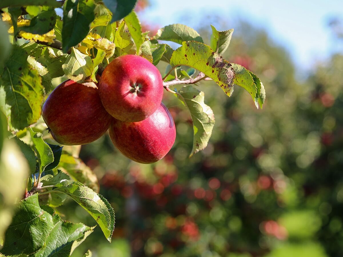 Drei reife, rote Äpfel hängen an einem Ast eines Apfelbaums mit unscharfem grünen Hintergrund bei Sonnenschein.