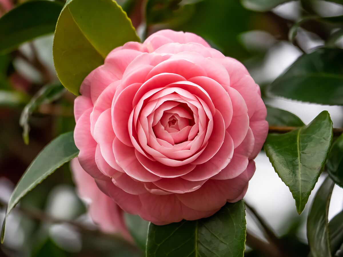 Nahaufnahme einer wunderschönen rosa Kamelienblüte in voller Pracht, umgeben von grünen Blättern auf einem Strauch.