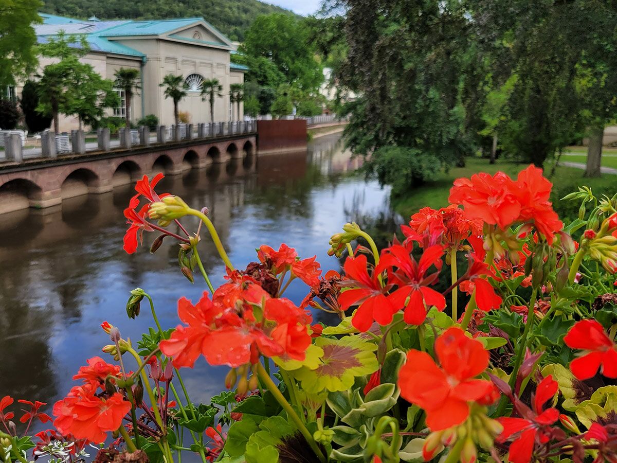 Blumen an der Saale