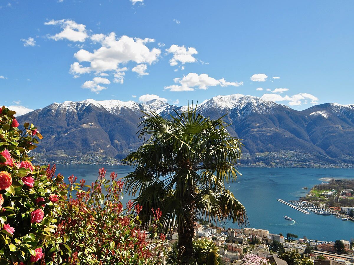 Panoramablick auf den Lago Maggiore mit Stadt, blühenden Blumen, Palme und schneebedeckten Alpen im Frühling.