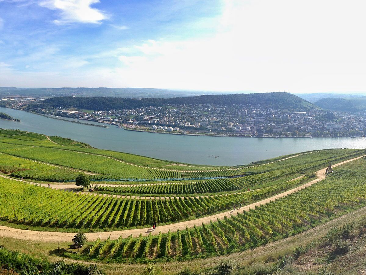 Panoramablick auf grüne Weinberge am Hang, der zu einem breiten Fluss führt, mit einer Stadt und bewaldeten Hügeln im Hintergrund.