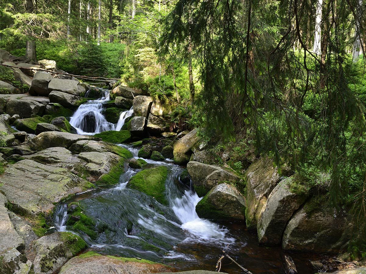 Ein malerischer Waldbach mit mehreren kleinen Wasserfällen und moosbewachsenen Felsen, umgeben von dichtem Waldgrün.