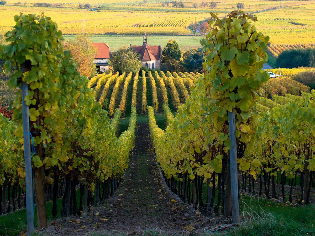 Goldener Herbst im Weinberg mit langen Rebenreihen und einer kleinen Kapelle mit rotem Dach im Hintergrund der Landschaft.
