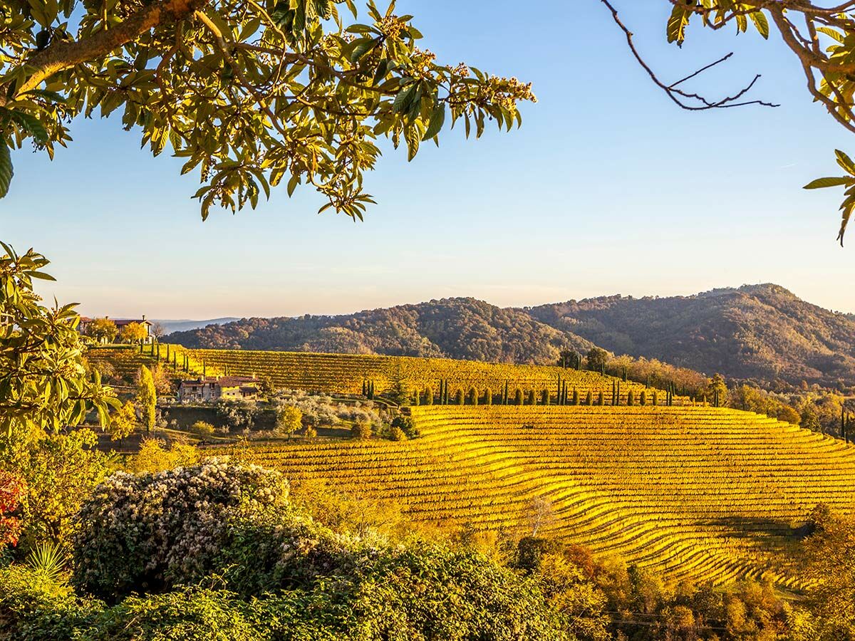 Panoramablick auf herbstliche Weinberge in der Toskana mit goldenen Reben, sanften Hügeln, Bauernhäusern und Zypressen unter blauem Himmel.