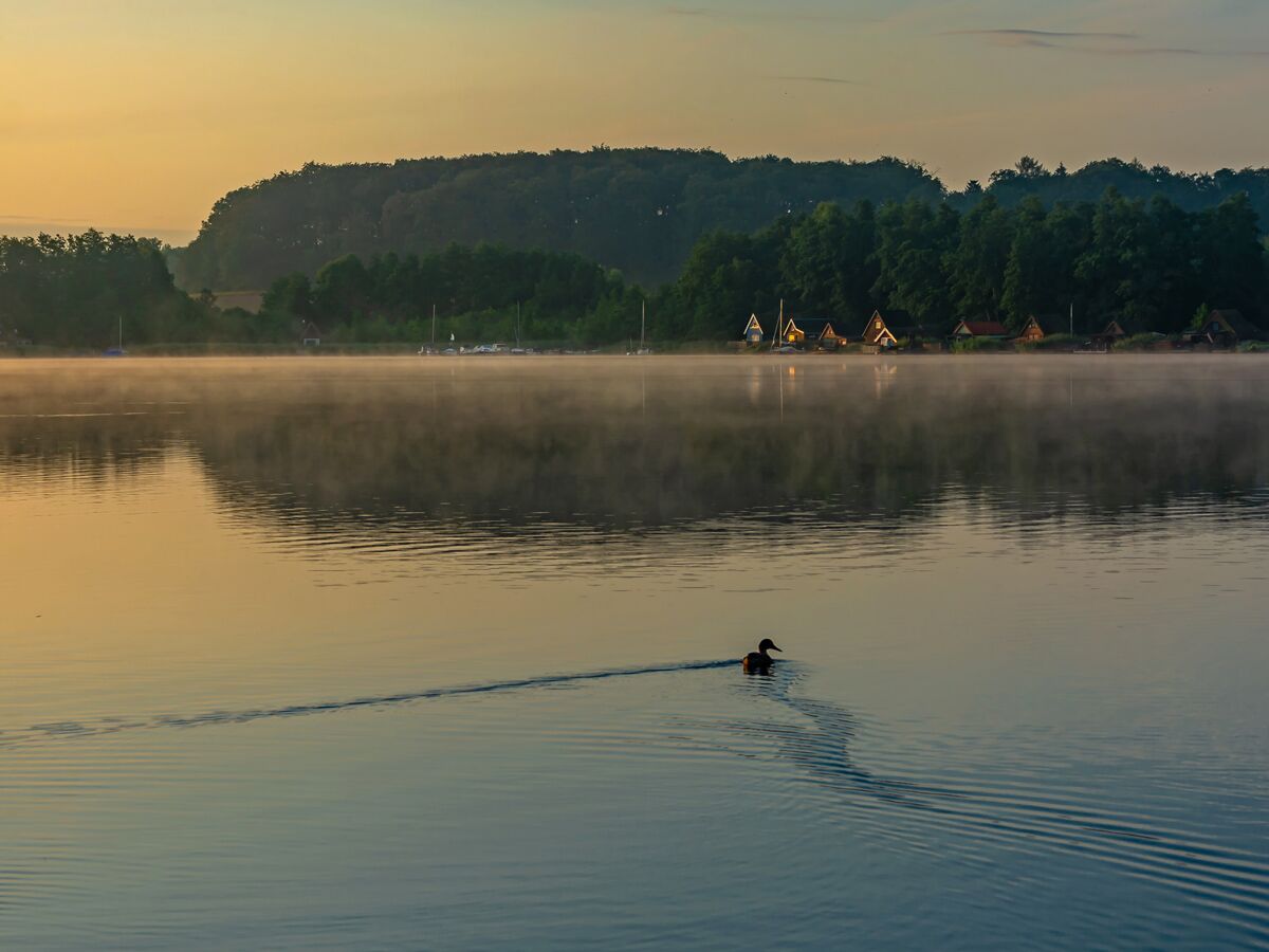 Eine Ente schwimmt auf einem nebeligen See bei Sonnenaufgang, dahinter Wald und beleuchtete Hütten.
