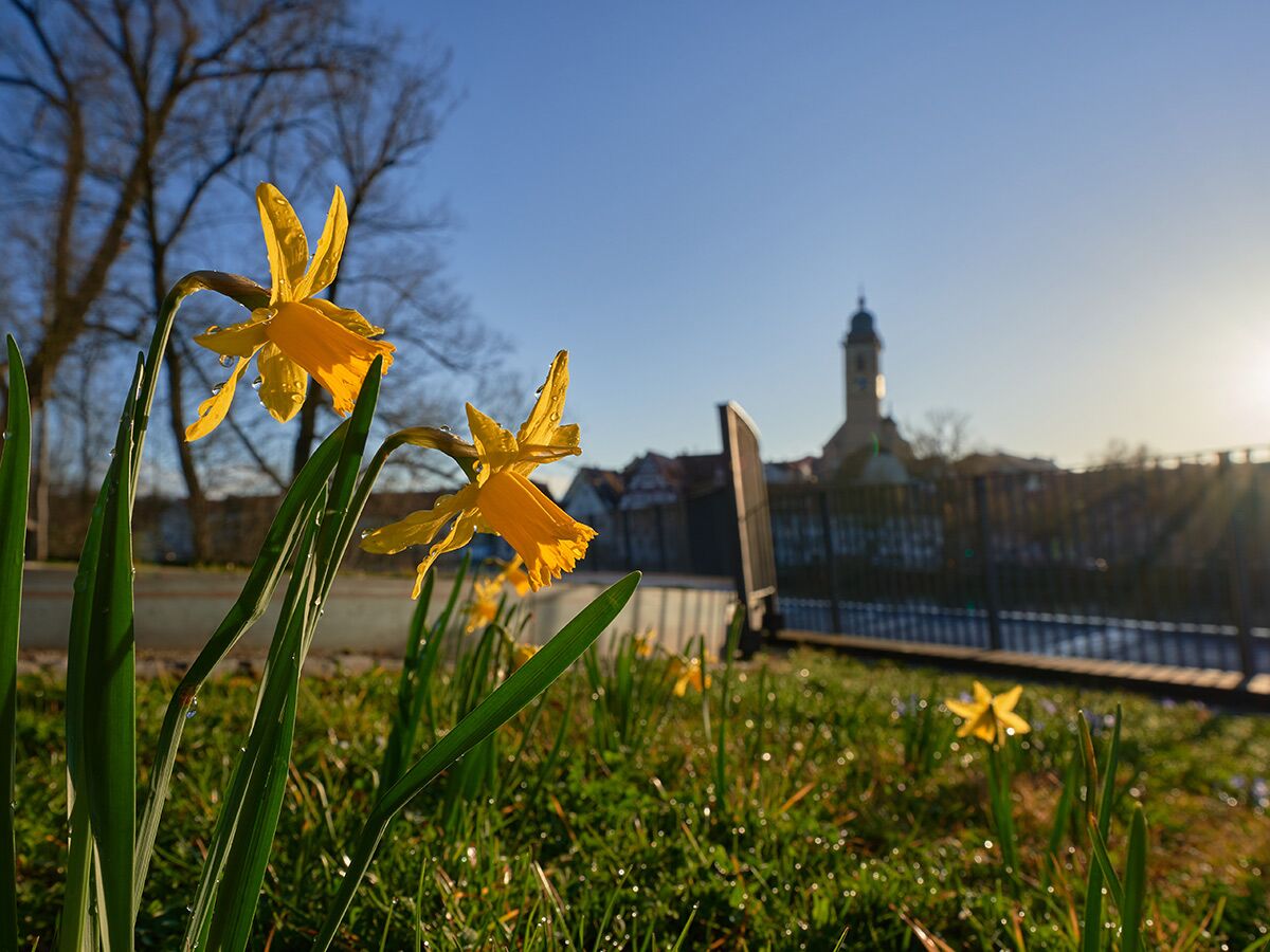 Nahaufnahme gelber Narzissen mit Tautropfen im Gras, im Hintergrund ein Kirchturm und Stadt bei Sonnenaufgang.