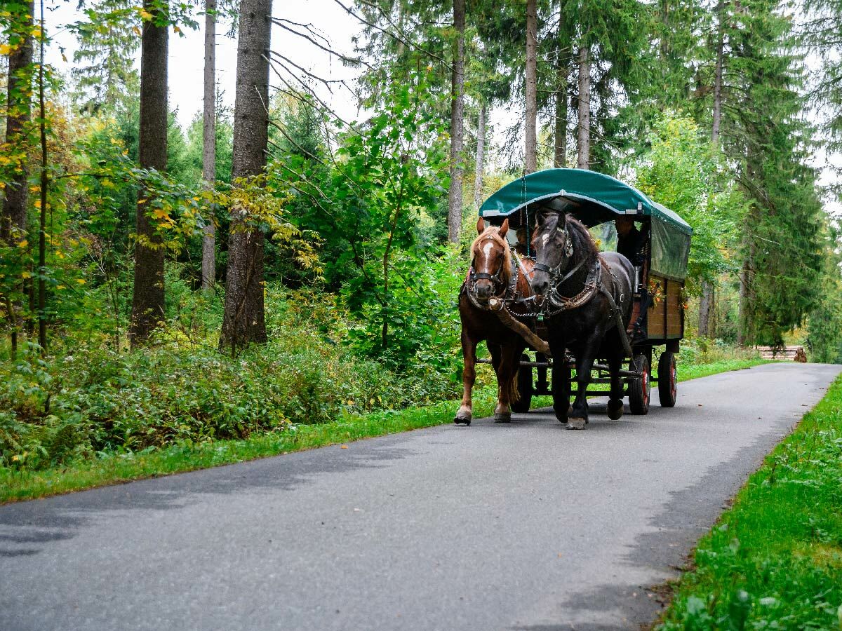 Zwei Pferde (braun, schwarz) ziehen einen Planwagen mit grünem Dach auf einer Asphaltstraße durch einen dichten grünen Wald.