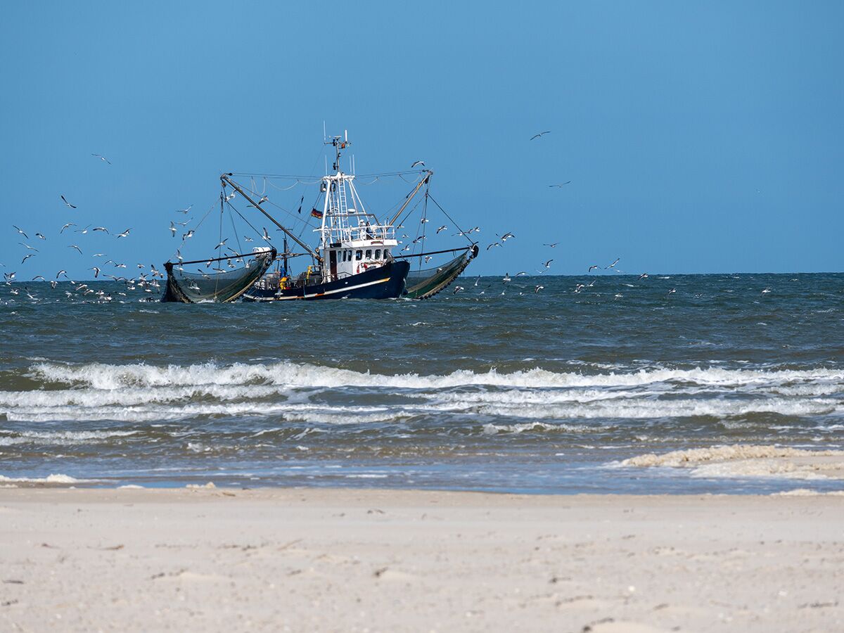 Fischkutter auf offener See beim Fischen, umgeben von fliegenden Möwen unter blauem Himmel, mit Sandstrand im Vordergrund.