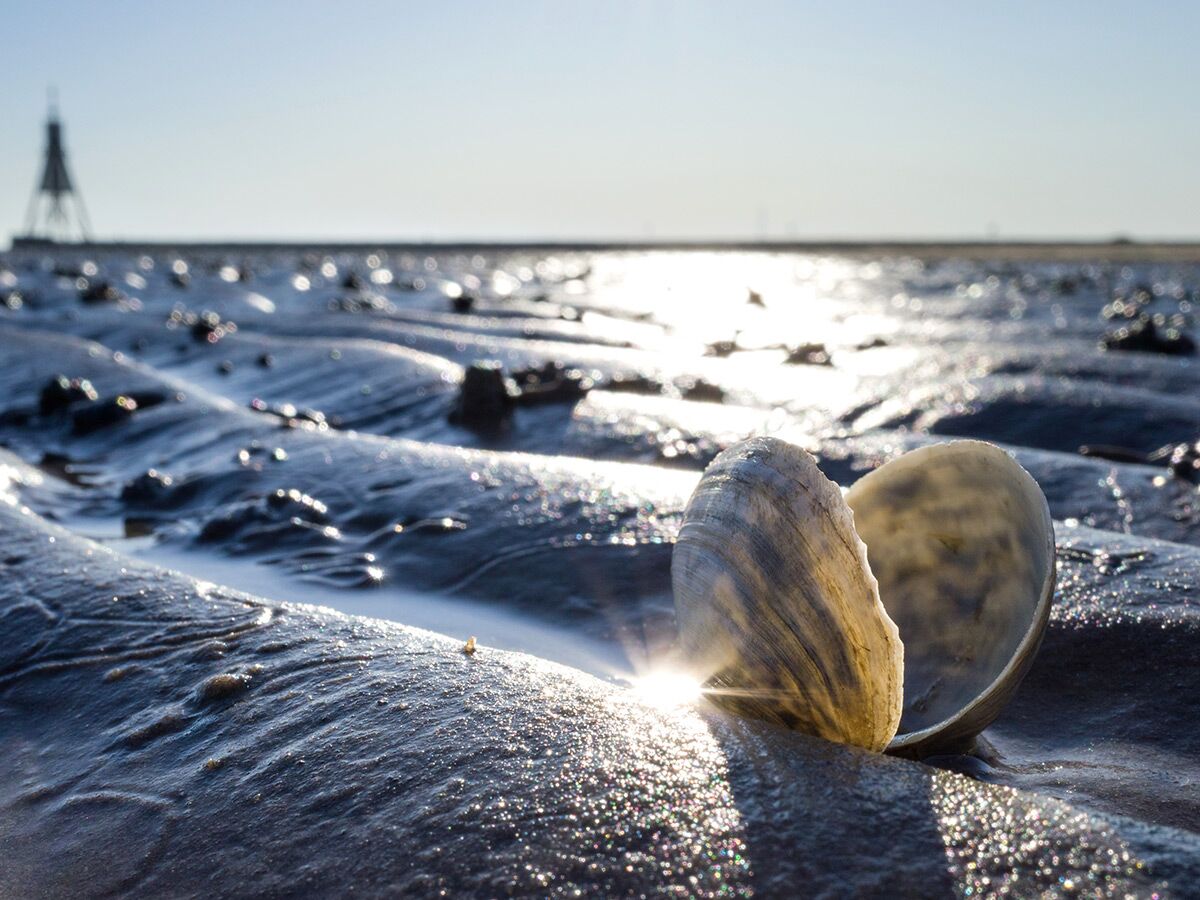 Nahaufnahme einer geöffneten Muschel auf nassem, geriffeltem Sandstrand bei Sonnenlicht mit glitzernden Reflexionen.