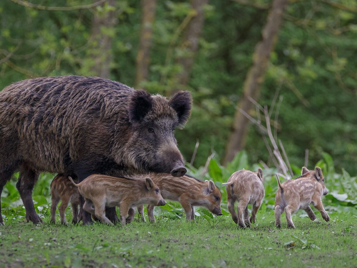 Eine Wildschwein-Mutter steht schützend bei ihren gestreiften Frischlingen im grünen Gras am Waldrand.