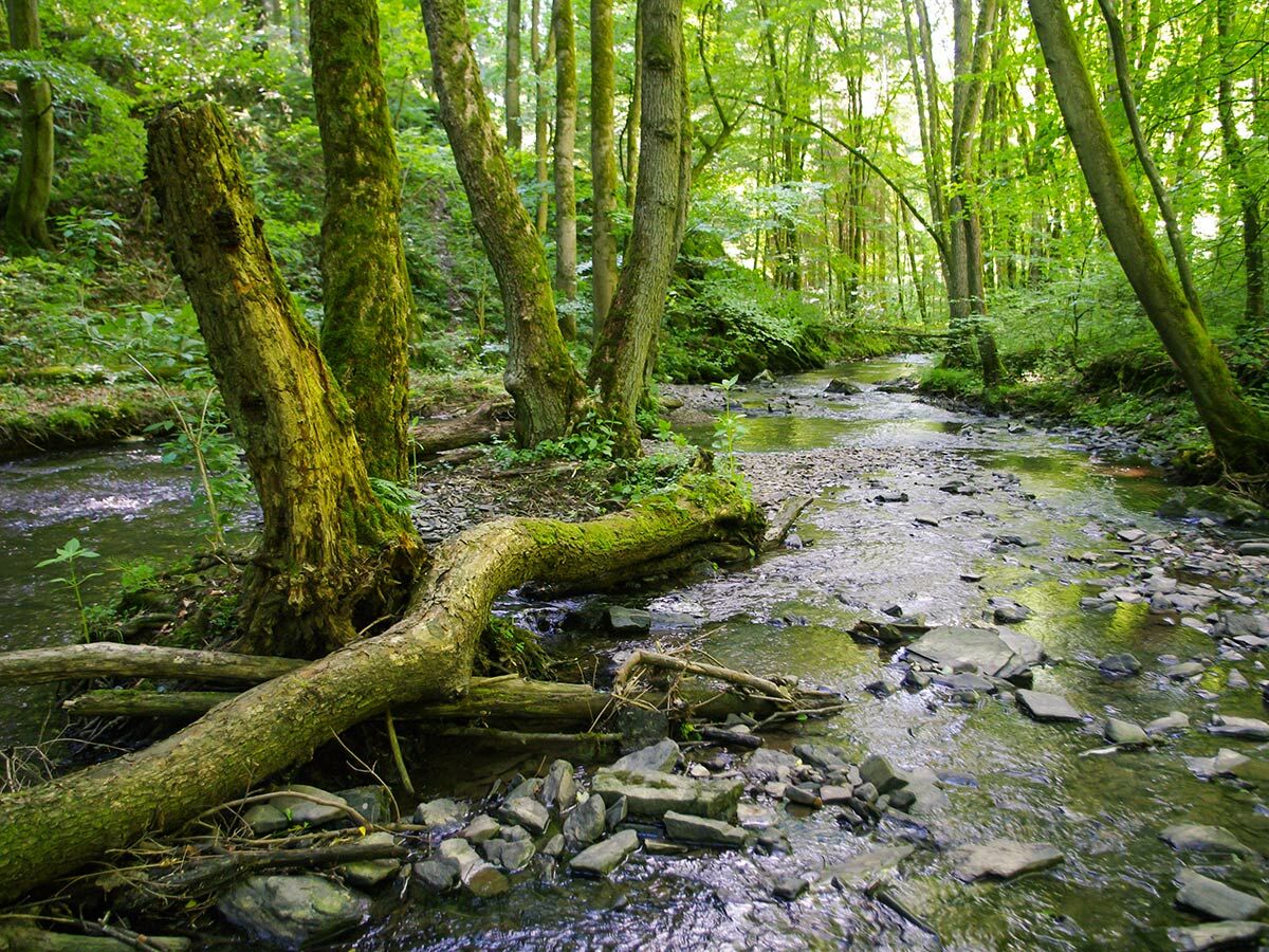 Ein ruhiger Wald Bachlauf mit moosbewachsenen Bäumen, umgestürzten Ästen und Felsen im üppig grünen Wald.