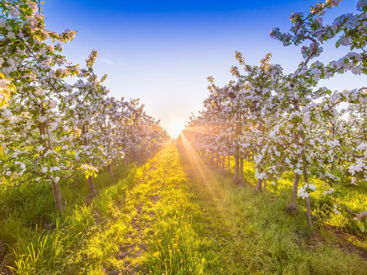 Blühender Apfelbaumgarten im Frühling mit Sonnenaufgang, goldener Wiese und leuchtenden weißen Blüten. Weg führt in die Sonne.