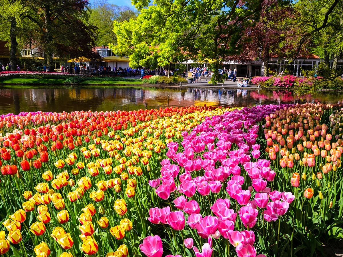 Vibrantes Tulpenmeer in Reihen am Wasser im Keukenhof, Holland. Viele Besucher genießen den sonnigen Frühlingstag.