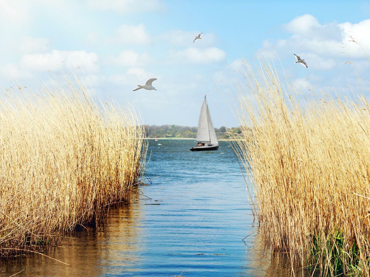 Idyllischer Wasserweg durch goldenes Schilf mit Segelboot und fliegenden Möwen unter blauem Himmel.