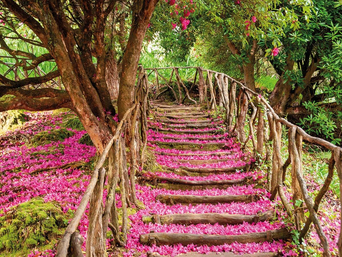 Malerischer Holzstufenweg, bedeckt mit pinken Blütenblättern, führt durch einen verzauberten Garten mit alten Bäumen und Moos.