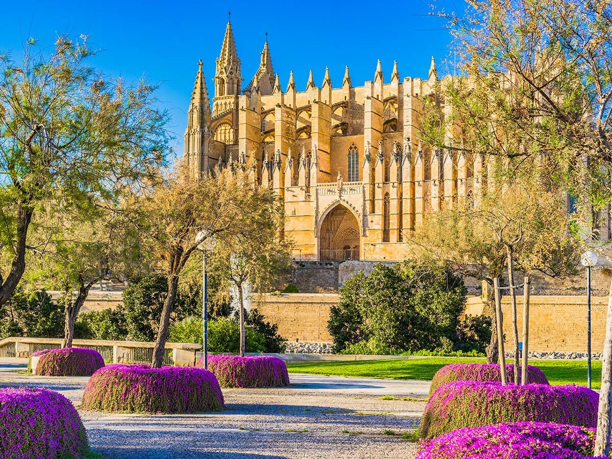 Majestätische Kathedrale von Palma de Mallorca vor blauem Himmel, umgeben von Bäumen und leuchtend lila Blüten im Vordergrund.