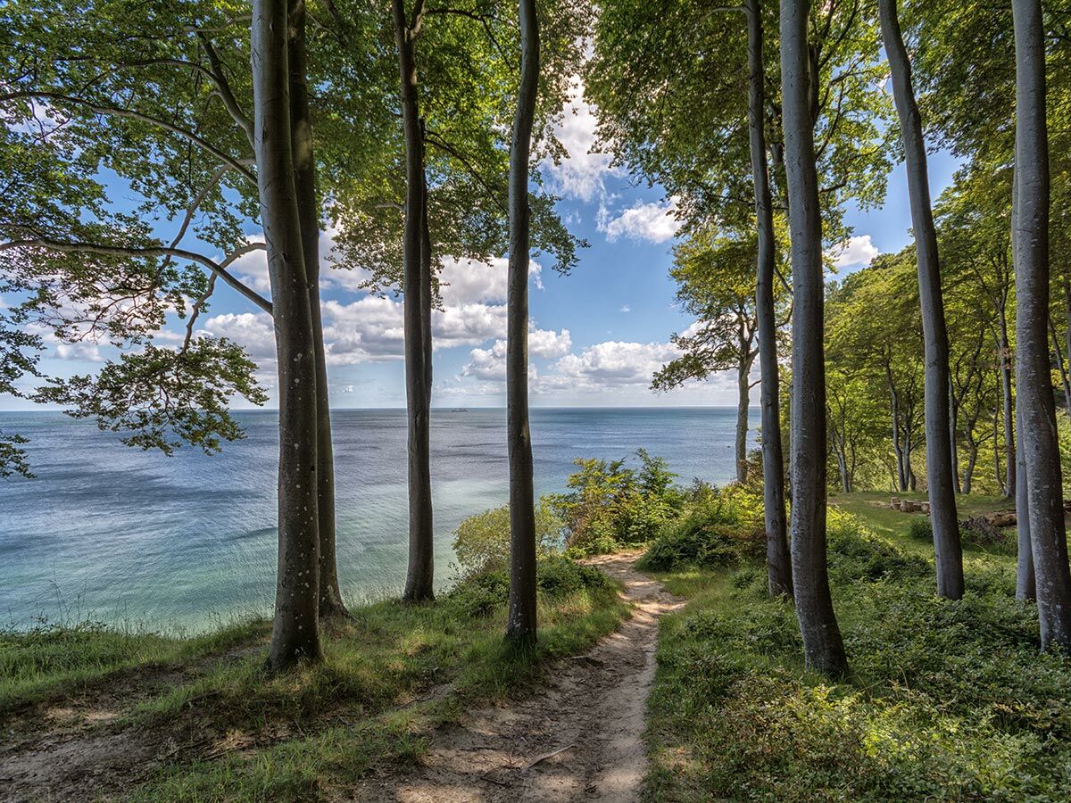 Ein sonniger Waldpfad schlängelt sich durch einen Buchenwald an der Küste, mit einem atemberaubenden Ausblick auf das Meer und den Himmel.