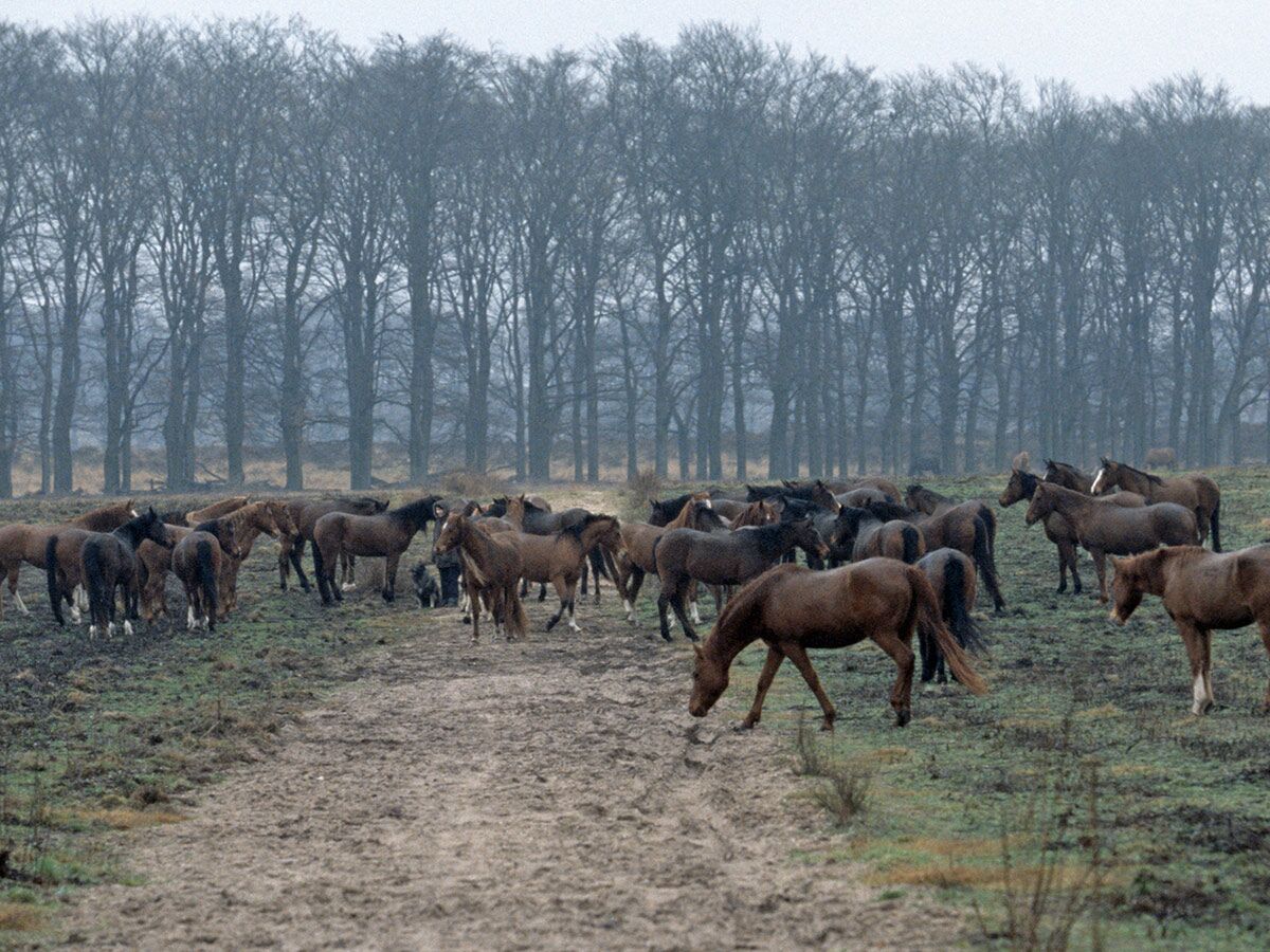 Eine große Herde brauner Wildpferde steht auf einem schlammigen Feld vor einem Wald kahler Bäume im Winter.