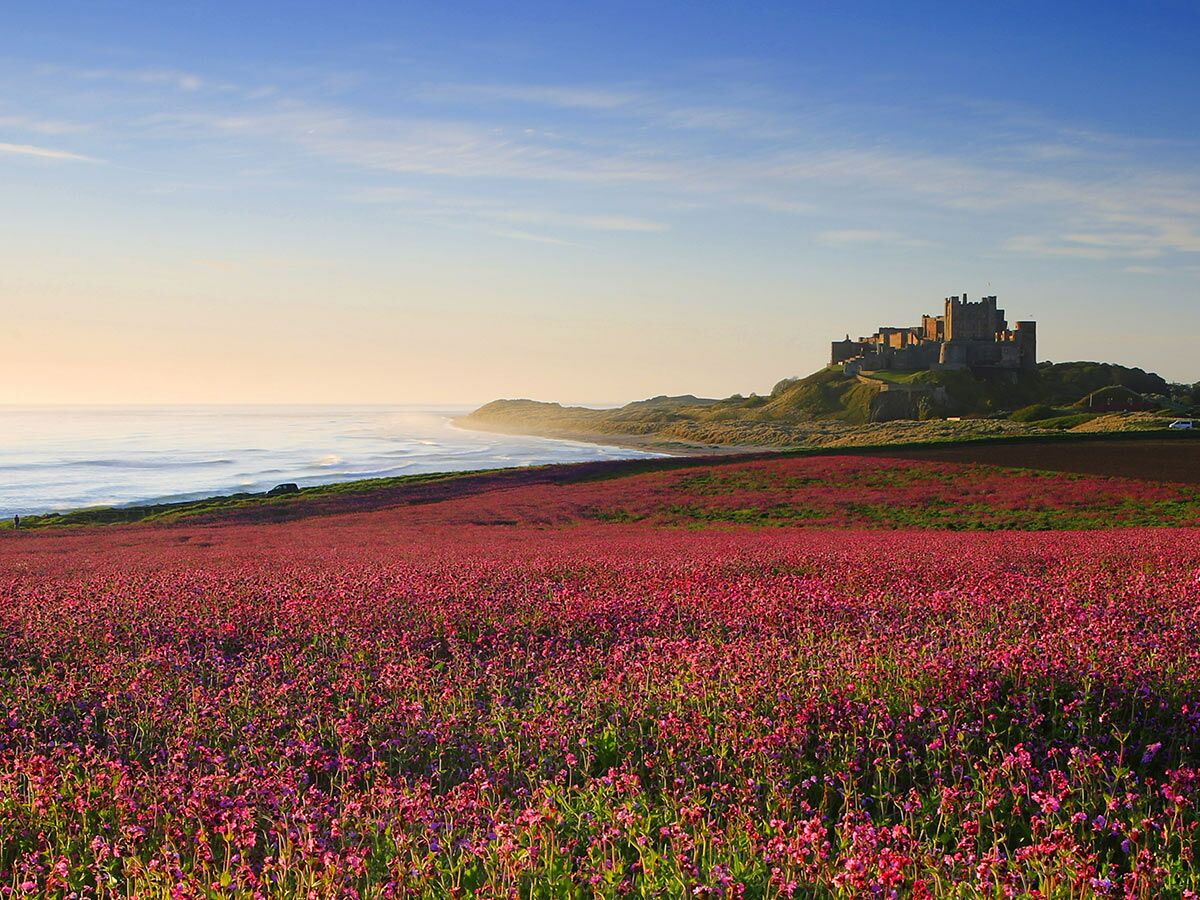 Bamburgh Castle auf einem Hügel über einem Meer aus rosa Blumen am Meer bei Sonnenaufgang mit klarem Himmel.