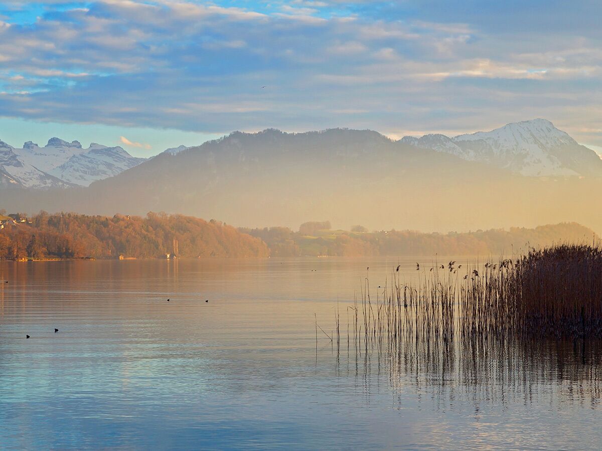 Ruhiger Bergsee mit goldenem Morgenlicht, schneebedeckten Alpen im Hintergrund und Schilf am Ufer, Vögel auf dem Wasser.