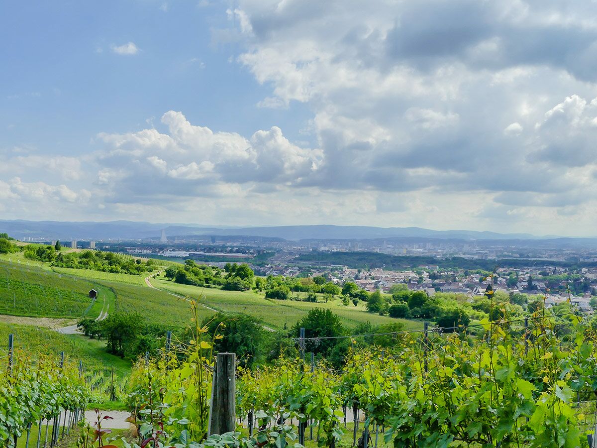 Grüne Weinberge im Vordergrund, dahinter eine Stadt im Tal und Berge am Horizont unter bewölktem Himmel.
