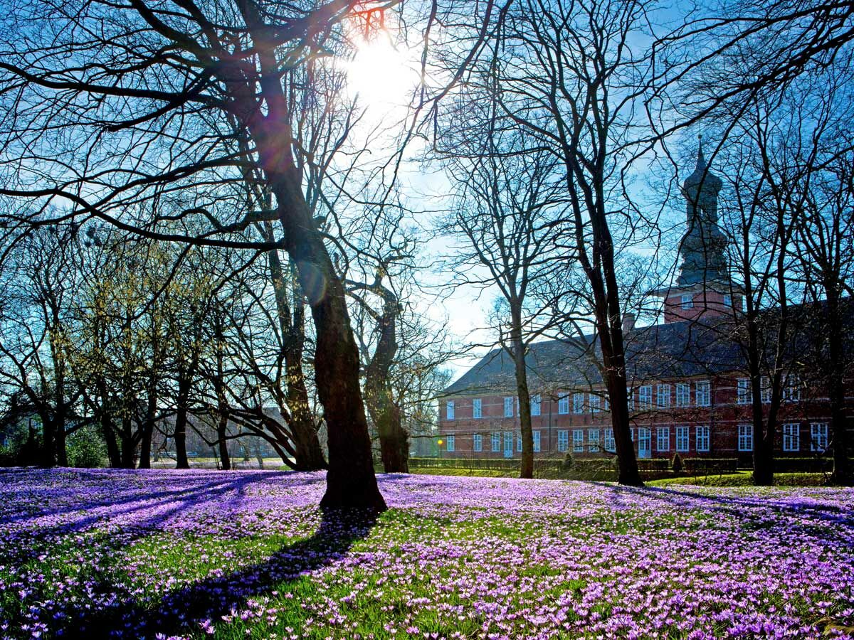 Weite Krokuswiese in Lila mit kahlen Bäumen und einem historischen roten Backsteingebäude mit Turm unter blauem Himmel und strahlender Sonne.