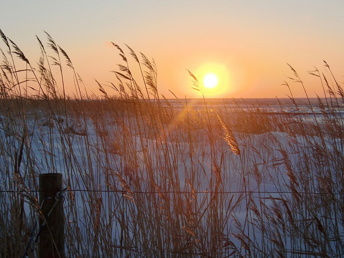 Winterlicher Sonnenuntergang taucht Schilfgras und schneebedeckte Landschaft am Meer in goldenes Licht. Ein Zaunpfahl links.