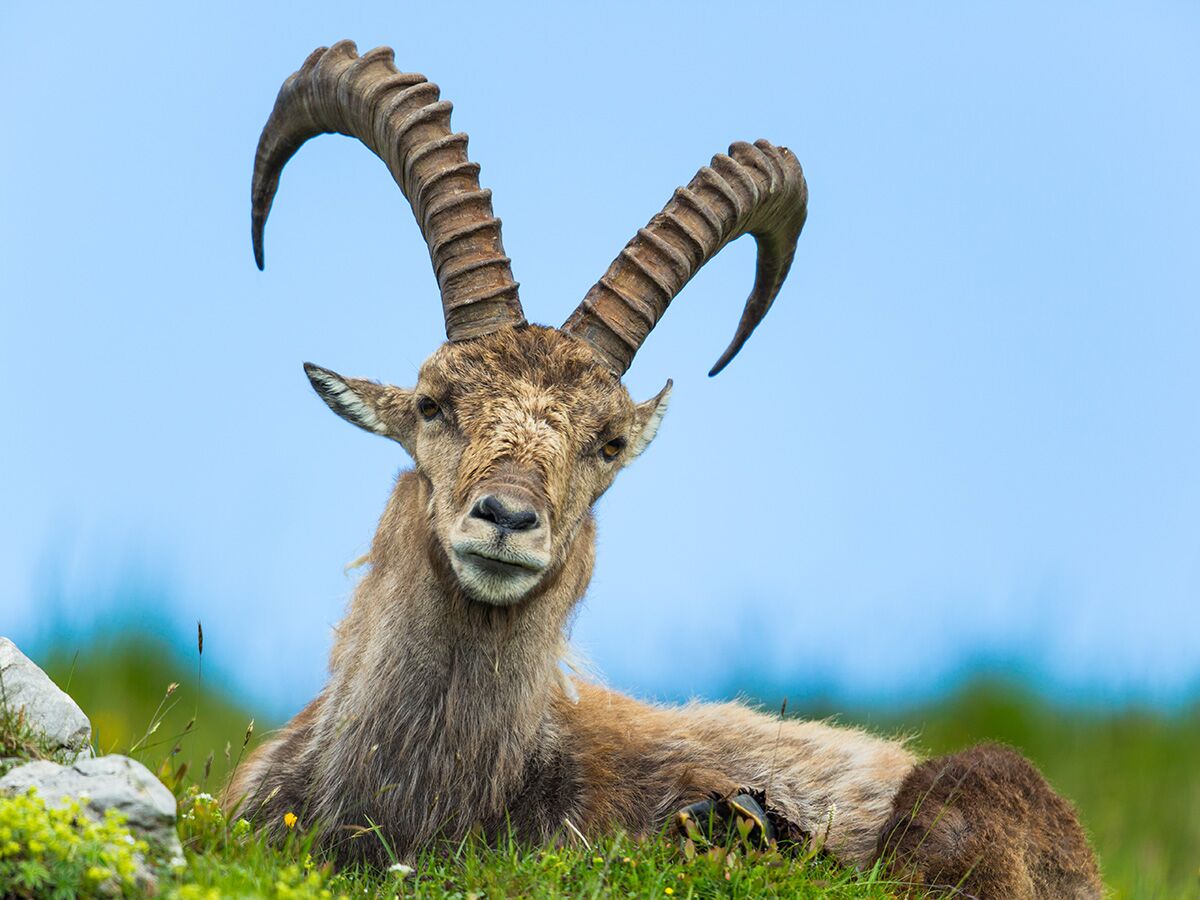 Ein Alpensteinbock liegt entspannt auf einer grünen Wiese vor blauem Himmel, zeigt seine imposanten Hörner und blickt direkt.