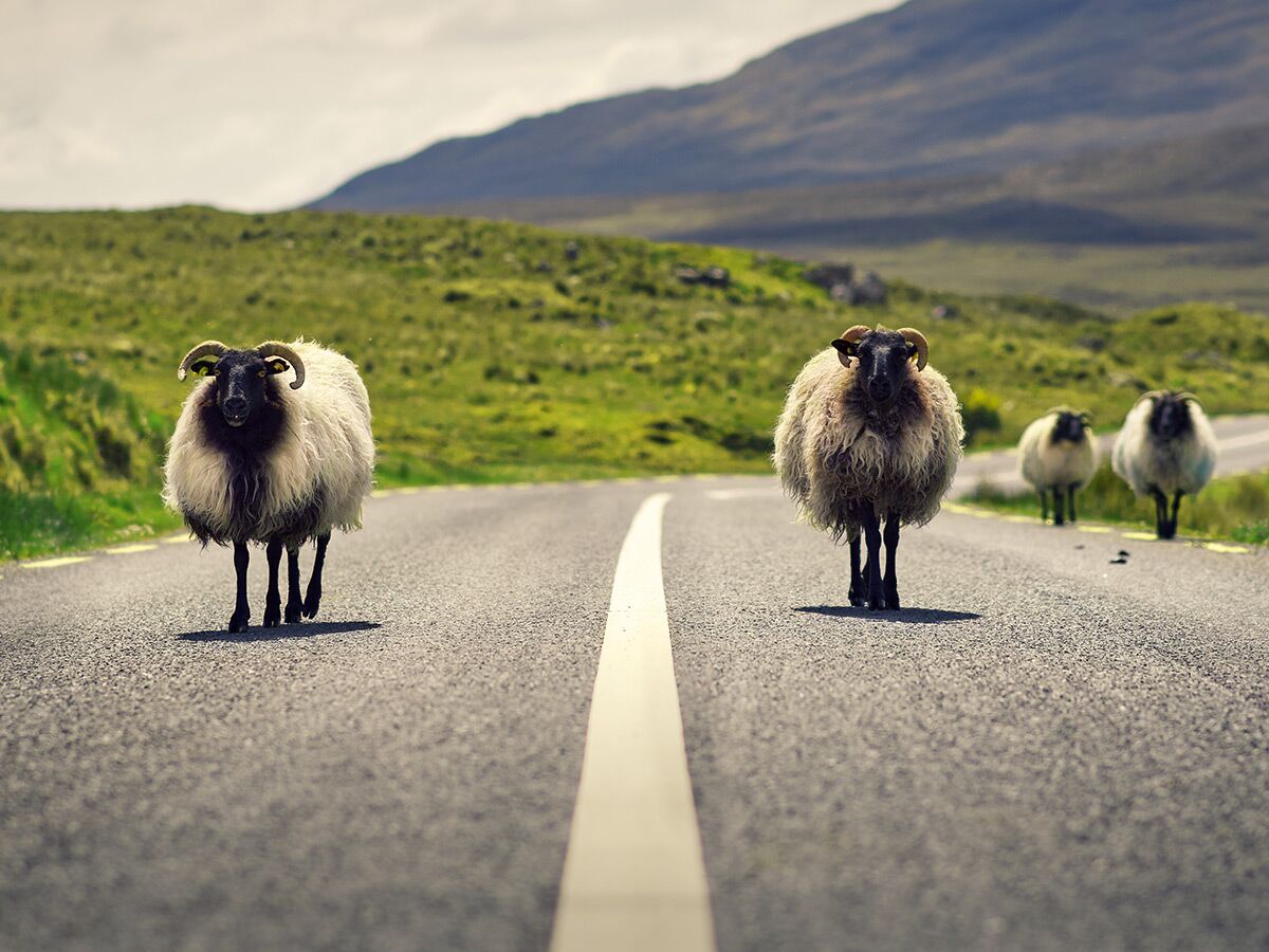 Vier zottelige Schafe mit schwarzen Köpfen und Hörnern gehen auf einer asphaltierten Landstraße in bergiger Landschaft.